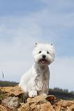 WESTIE 063